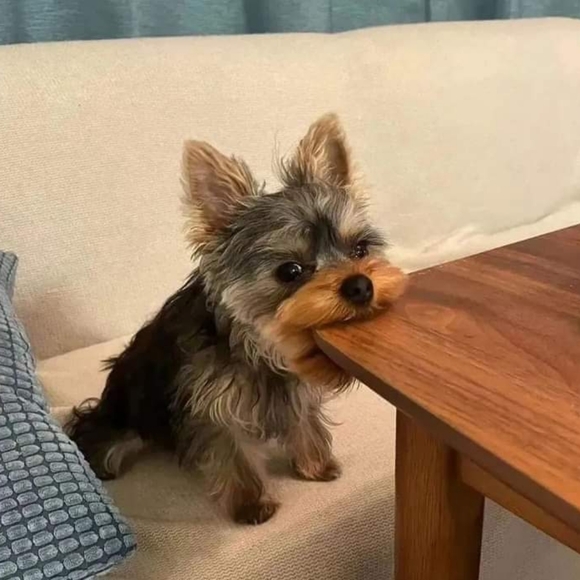 Meet your Posher, Dria - Picture 11 of 17